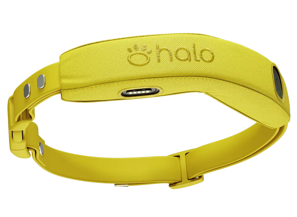 Halo Collar 4