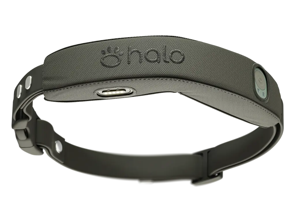 Halo Collar 5 in the color Graphite