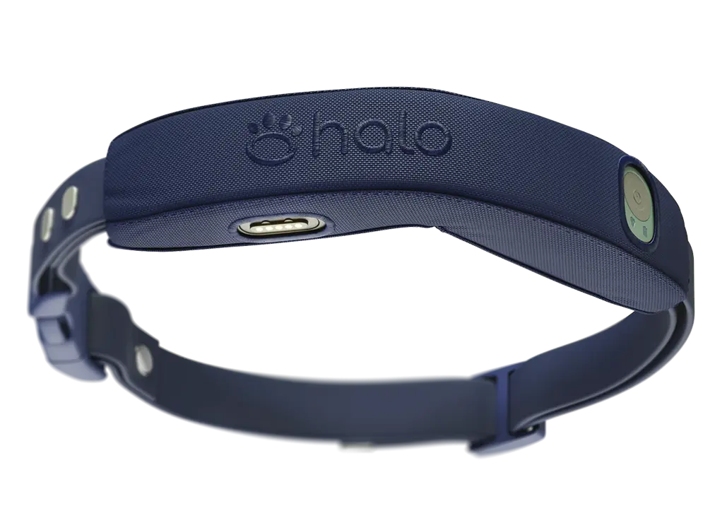 Halo Collar 5 in the color Midnight