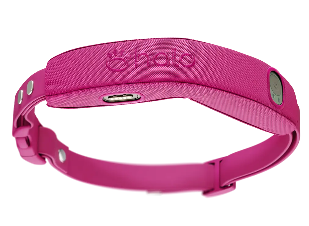 Halo Collar 5 in the color Orchid