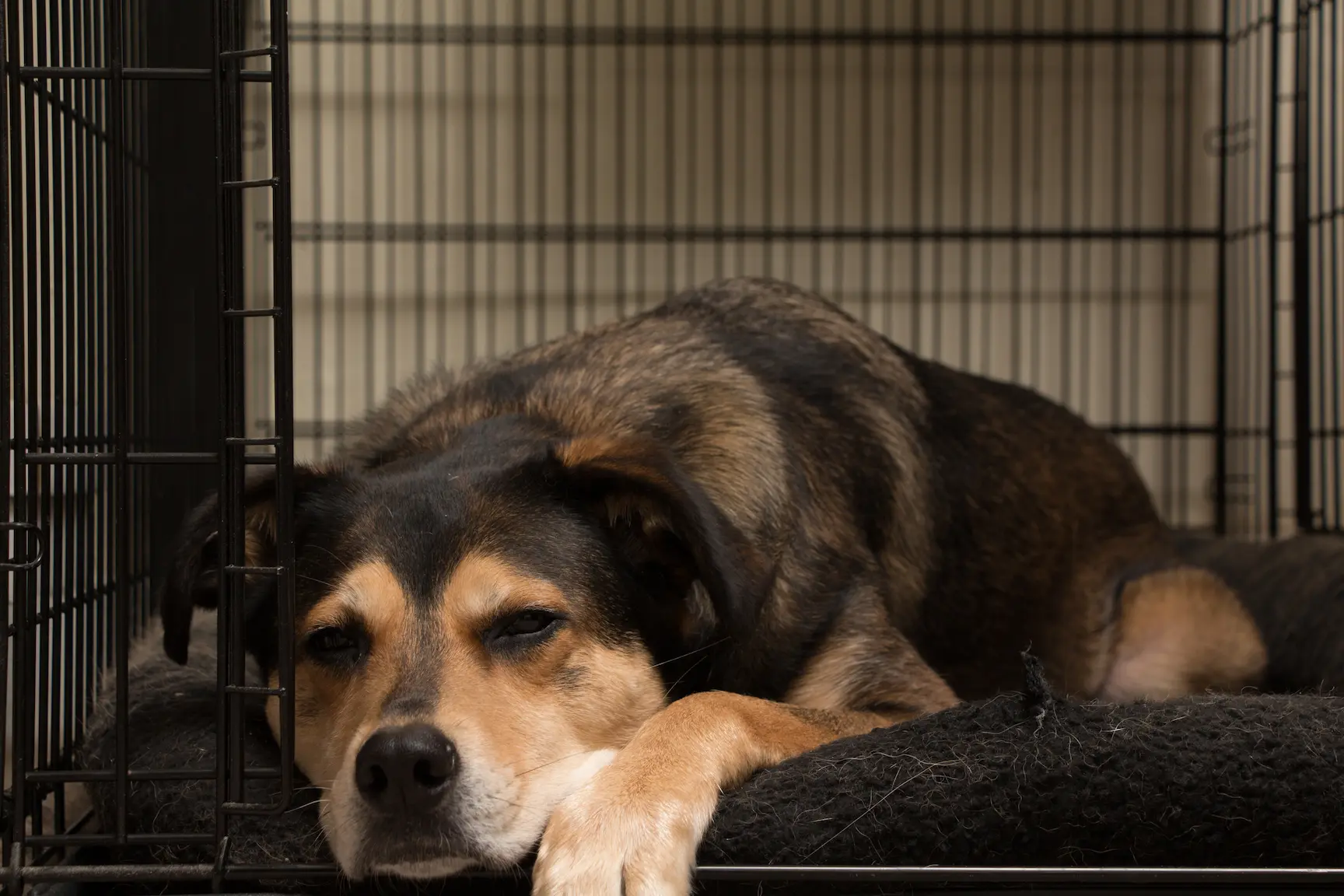 Dog sleeping in metal dog crate