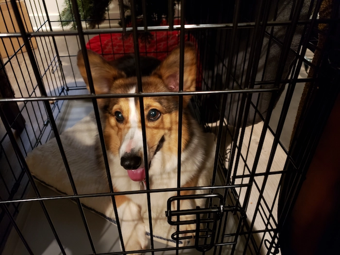 Puppy being crate-trained by their owner