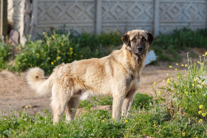 Anatolian Shepherd standing in the grass