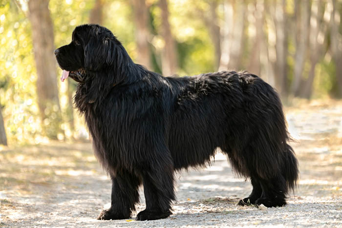 Black Newfoundland dog on a path