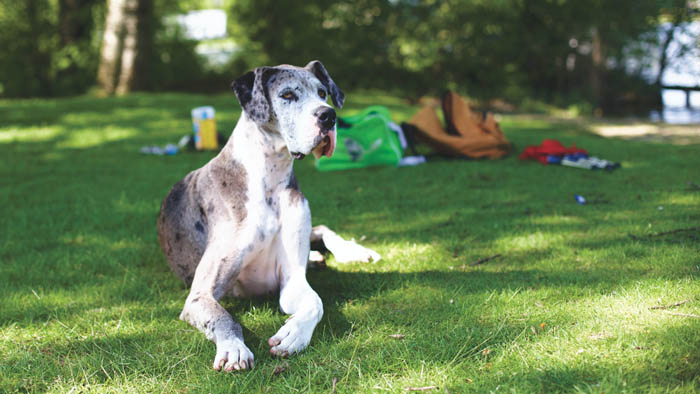 Great Dane resting on the grass