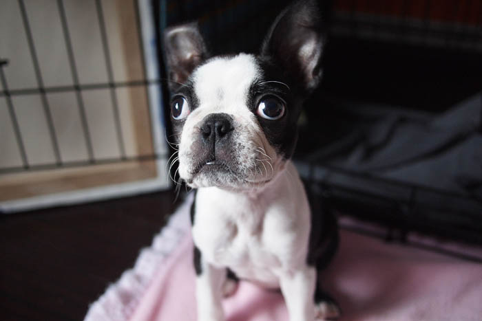 Dog crate with a puppy sitting inside