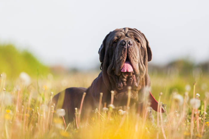 Neapolitan Mastiff standing on a path