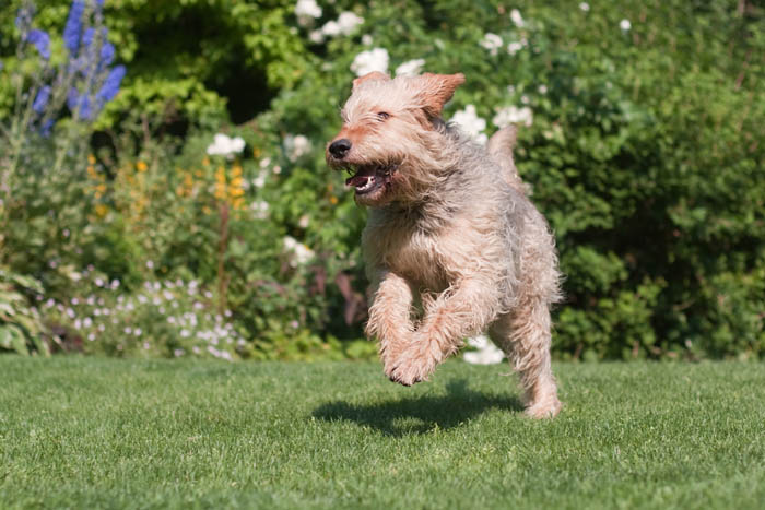 Otterhound dog playing in the backyard