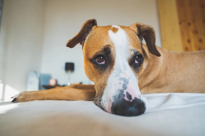 Anxious dog waiting for their owner to return home