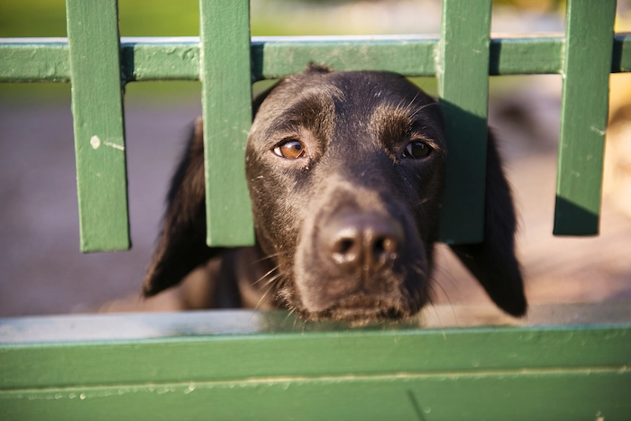 Dog sticking its head out of a green fence