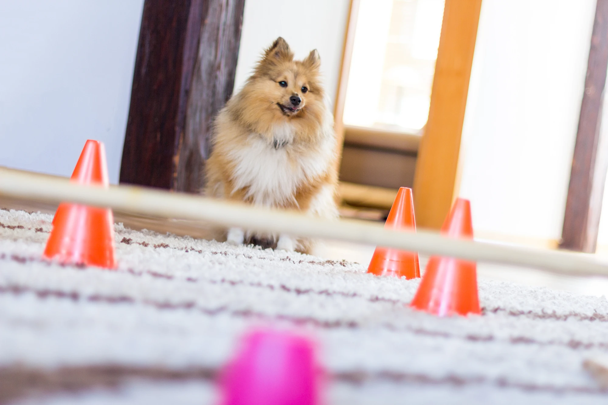 Dog playing in an indoor agility course