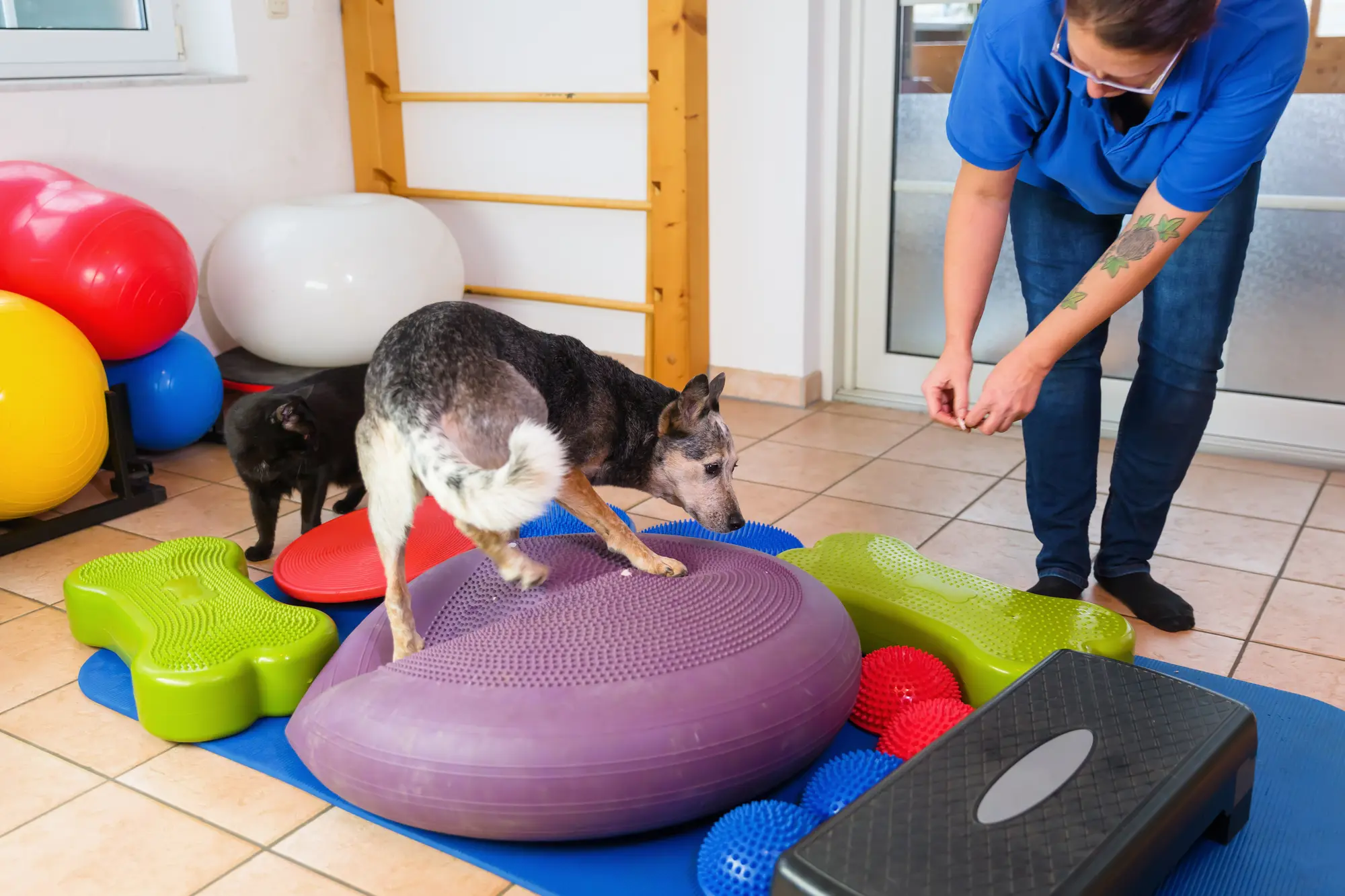 Woman works with a dog at indoor agility course