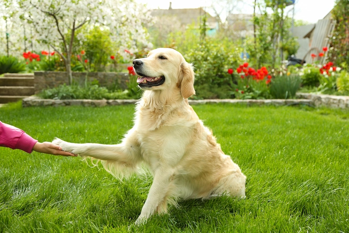 Dog shaking hands with owner