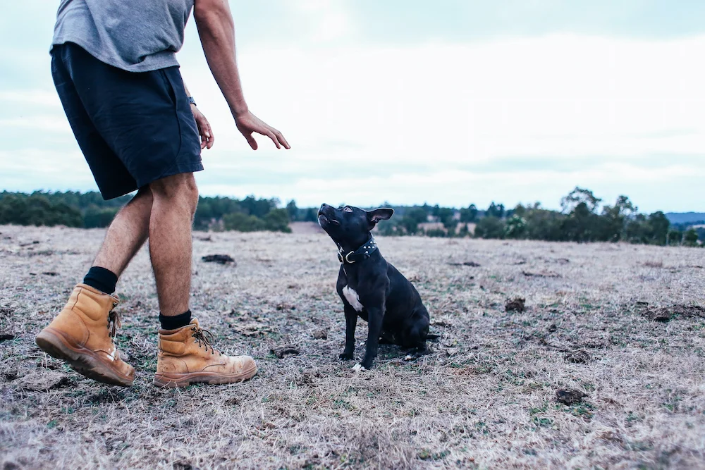 Man teaching dog to sit