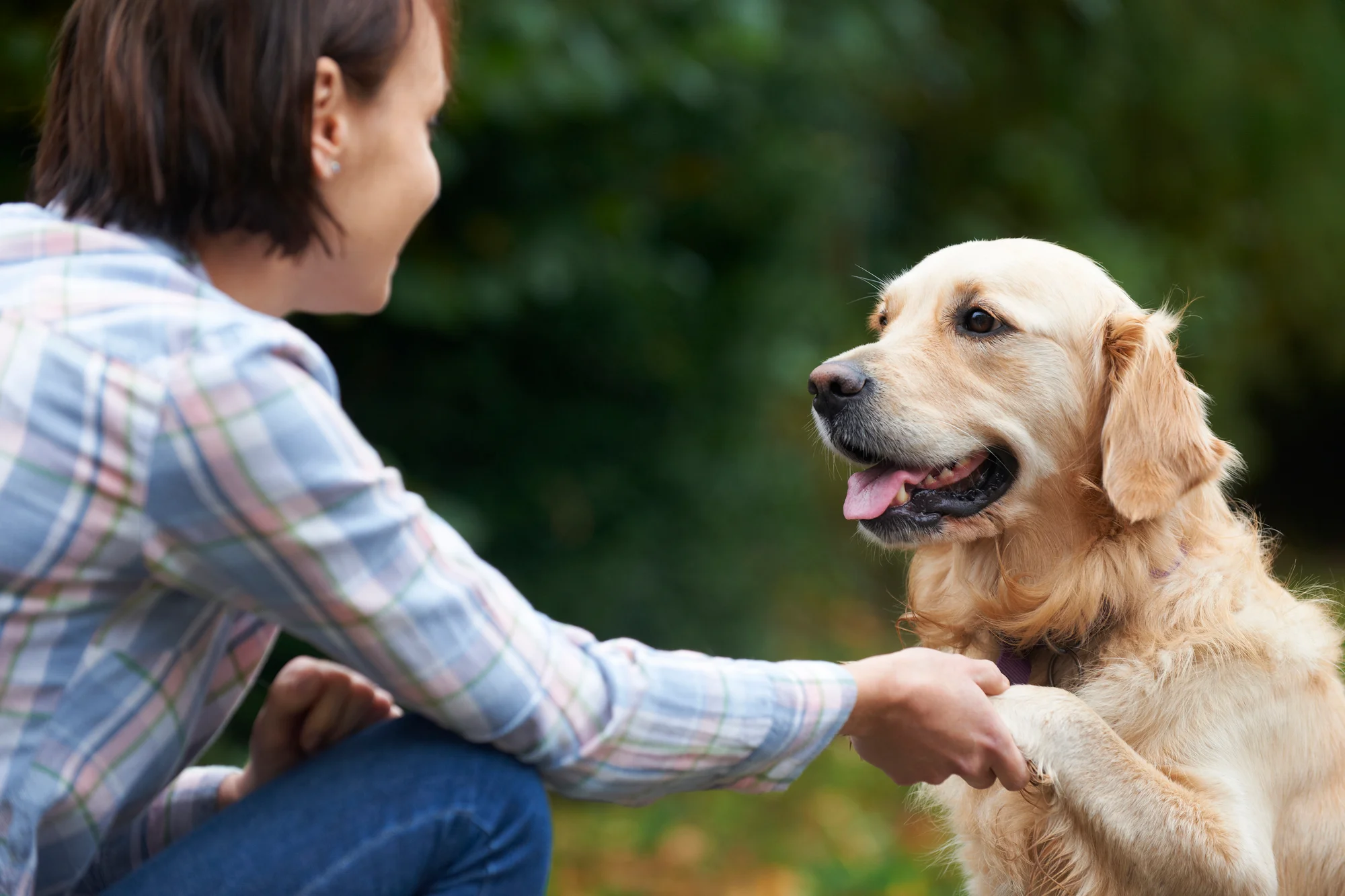 Golden Retriever dog learning trick with owner