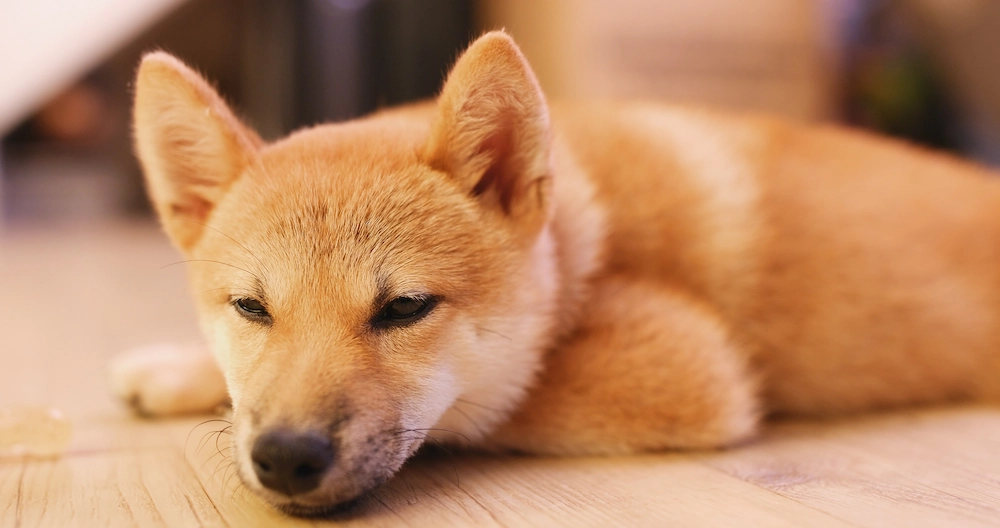 Dog being taught how to lie down on command