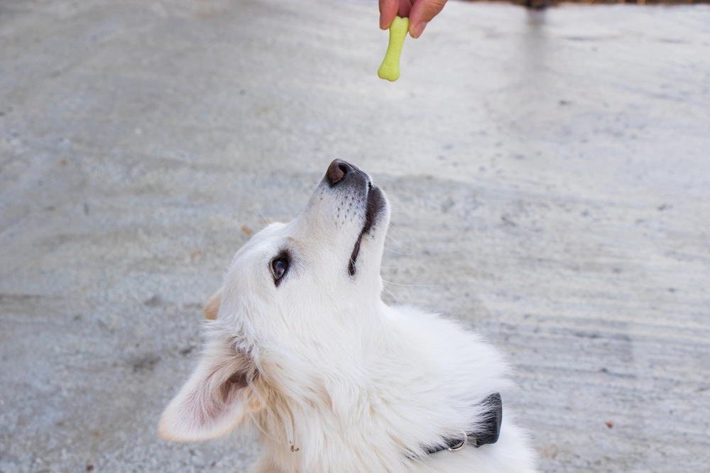 Dog motivated by a treat to lie down on command