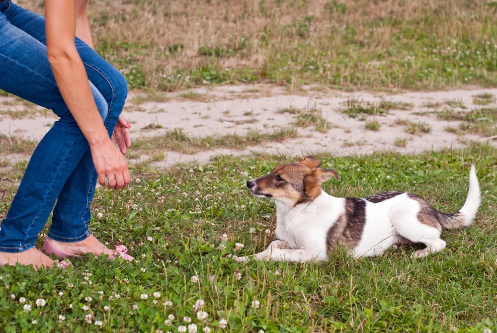 Dog sitting in the grass