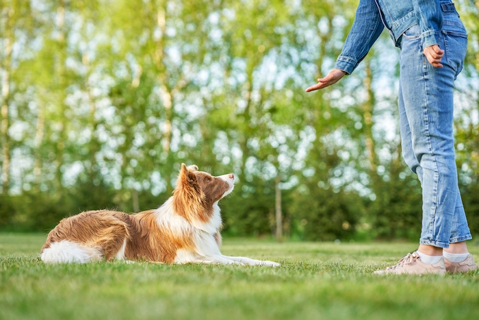 Chocolate White Border Collie with woman owner