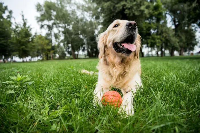 Golden Retriever dog playing with rubber ball