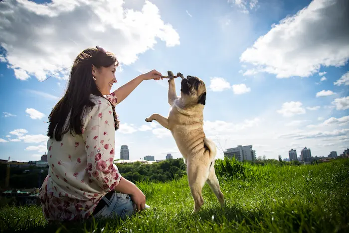 Dog fetching a stick