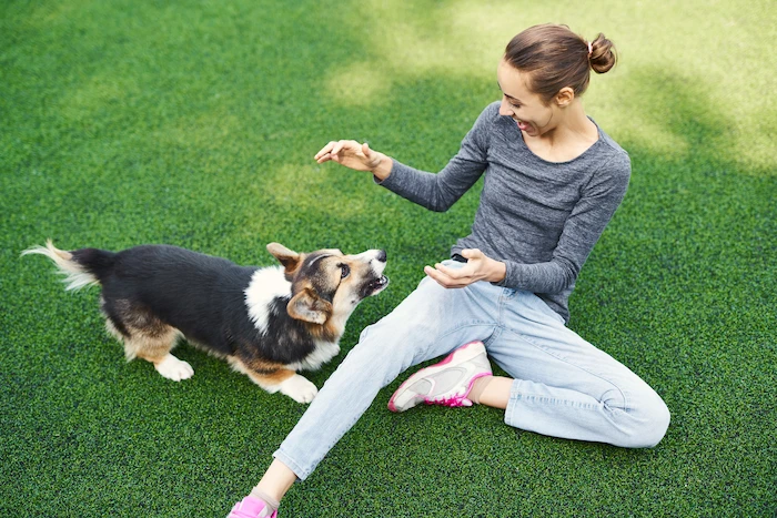 Welsh Corgi Dog Playing With Happy Woman Sitting Grass