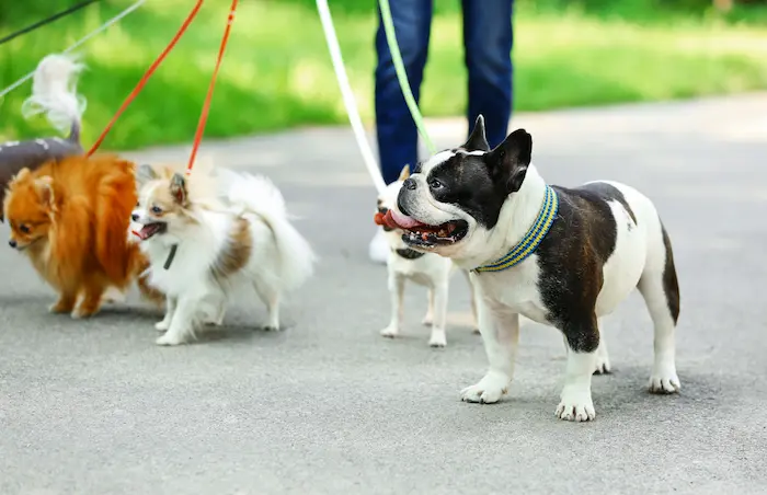 Woman walking dog