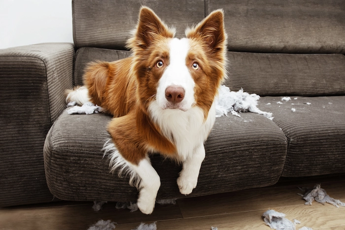 Border collie mischief after destroying a pillow