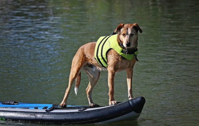 Dog with a life jacket