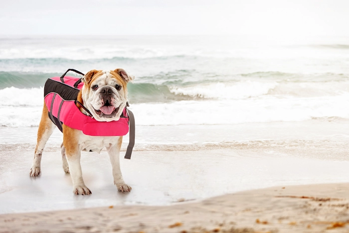 Dog wearing a life jacket