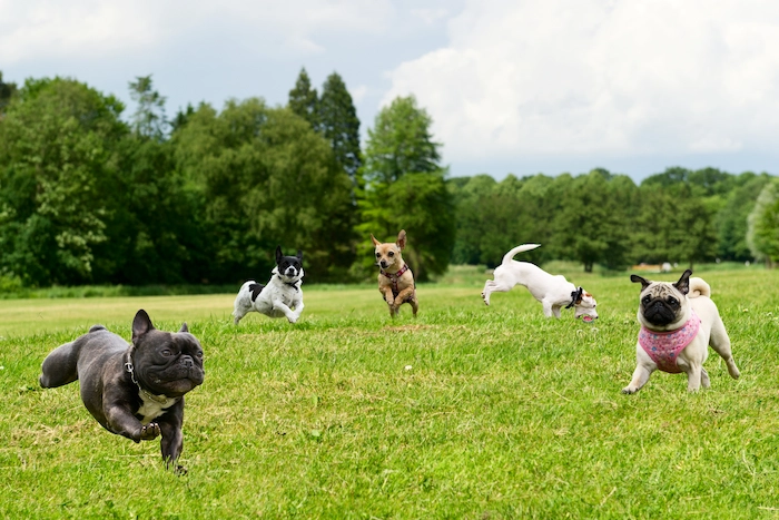 Little dogs playing