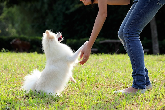 Woman training her dog