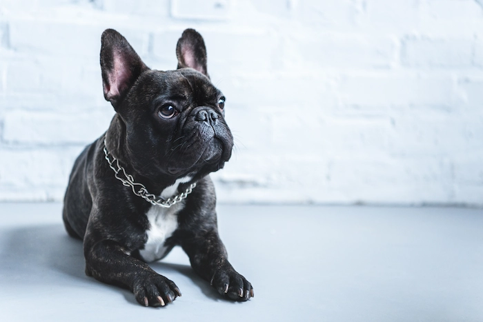 French bulldog sitting on the ground