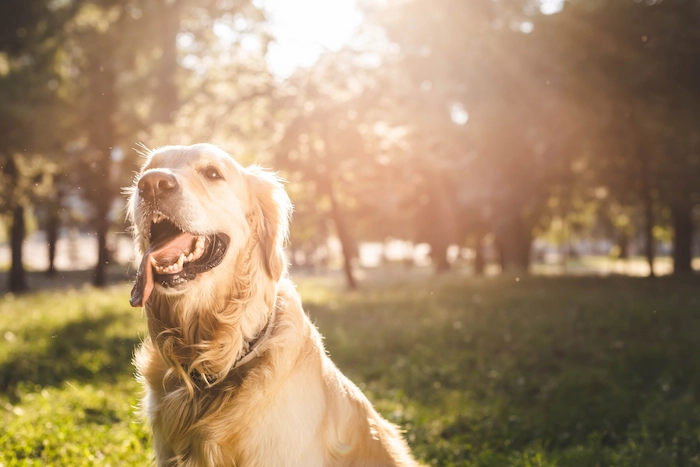 Dog playing in Summer heat