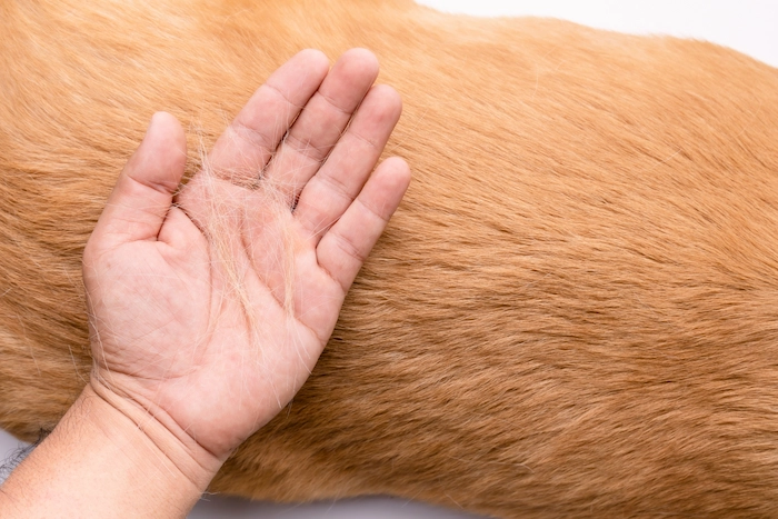 A hand holding golden retriever sheddings