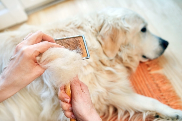 Shedding golden retriever