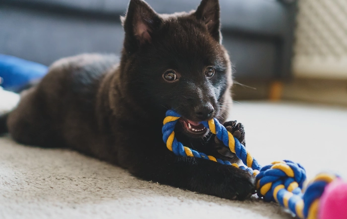 Young Schipperke puppy playing at home