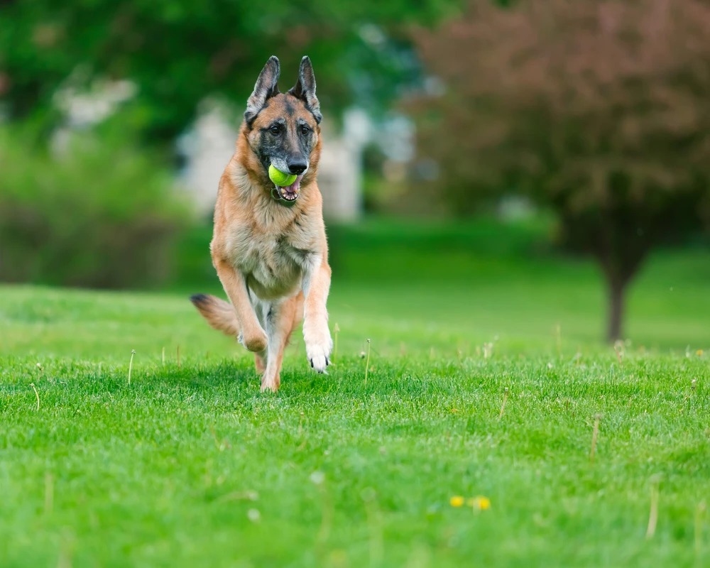 German Shepherd Dog Outside