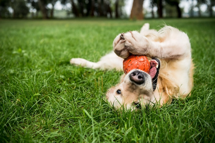 Selective focus of golden retriever dog playing with rubber ball