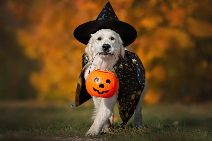 Dog in witch costume