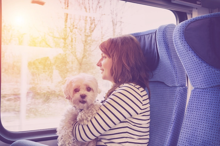 Dog traveling by train