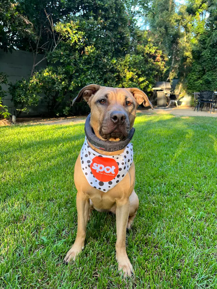 Dog with handkerchief