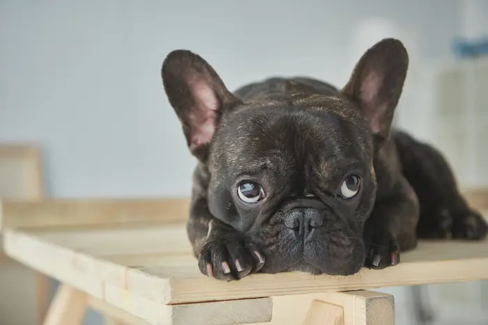 Close-up view of adorable black french bulldog