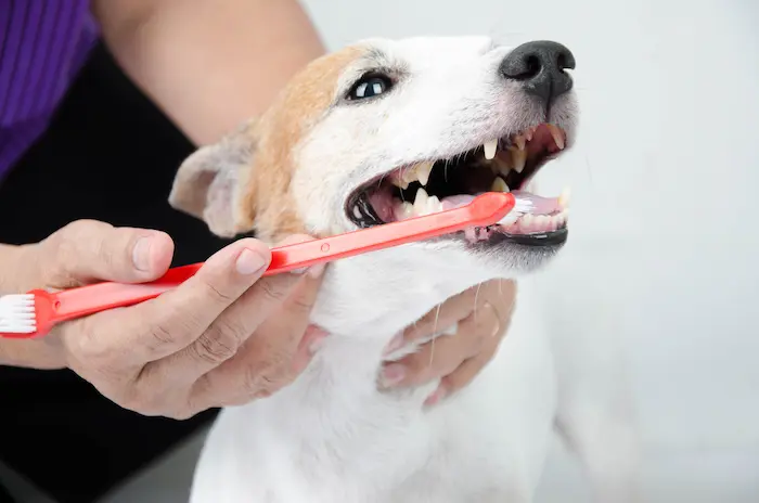 Hand brushing dog's tooth for dental care