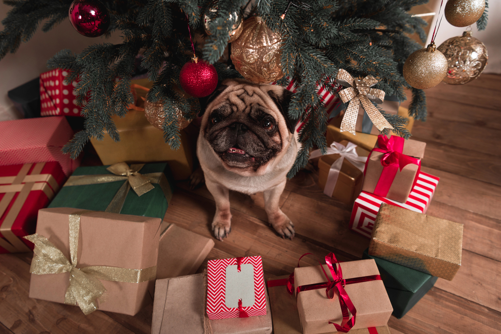 Pug sitting under christmas tree