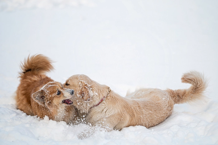 Golden retriever and Welsh corgi play in the white snow