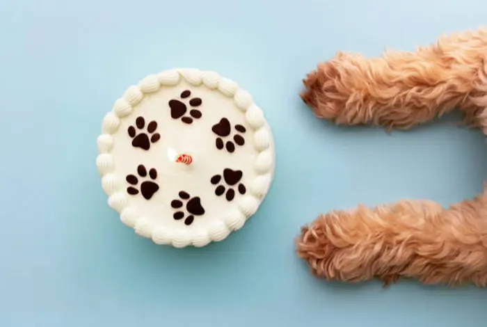 Dog birthday cake on a table