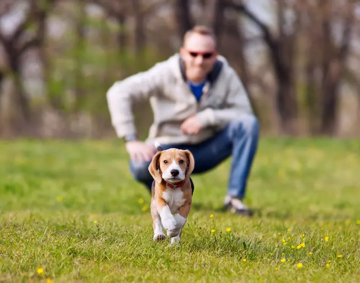 Running beagle puppy on the walk