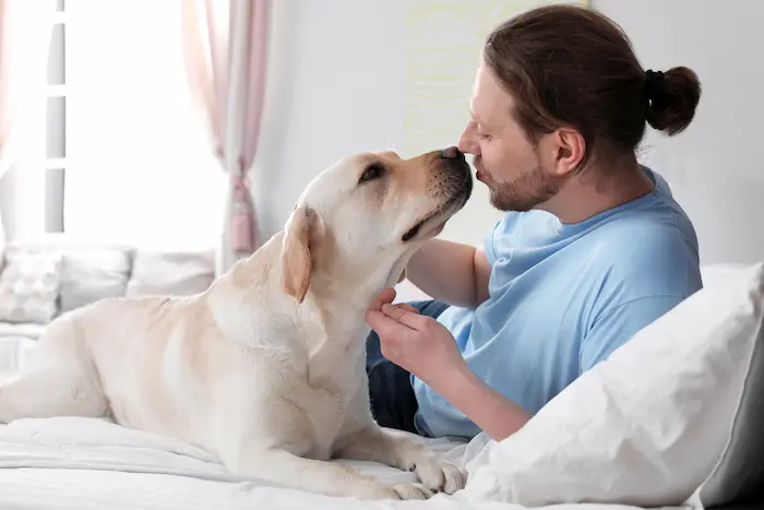 Adorable yellow labrador retriever with owner