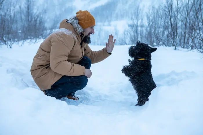 Cute dog performs a command of his master